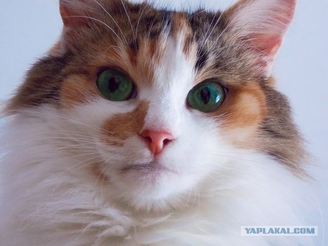 Трехцветное счастье