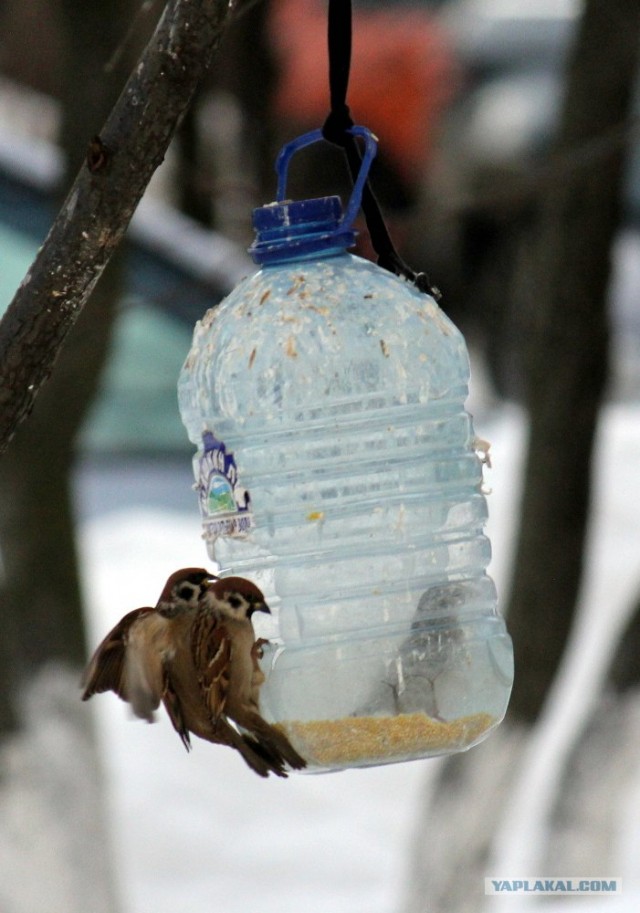 Белая ворона