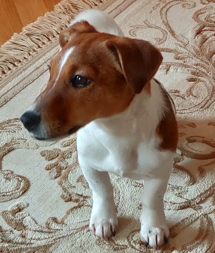 МВД включило в перечень потенциально опасных 69 пород собак