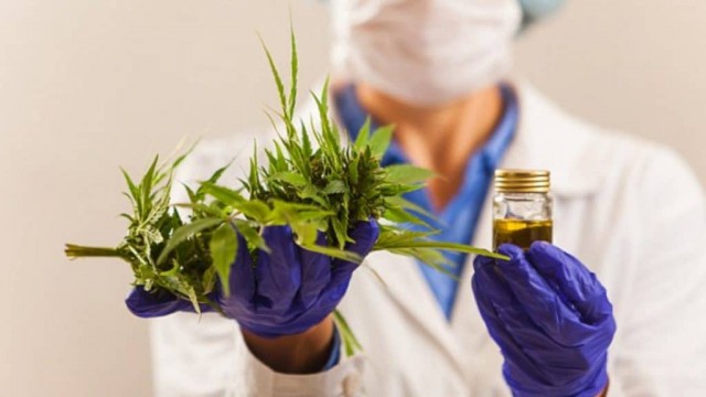 Марихуана укрепляет иммунитет и убивает раковые клетки