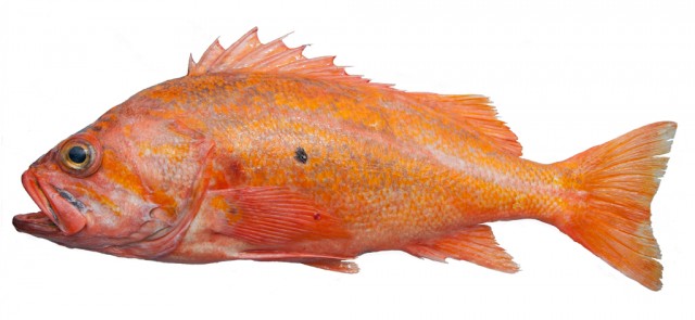 Три вида рыб, которые всегда продаются без головы