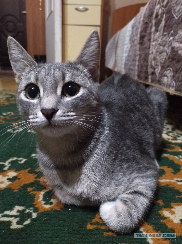 Котики. Было - стало