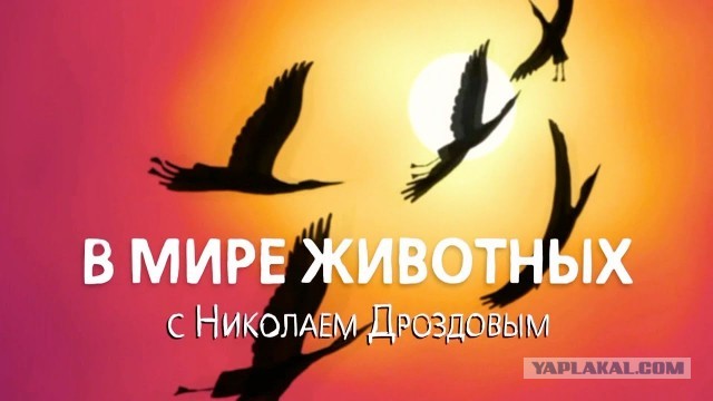 Умеет рубероид успокаивать дам!