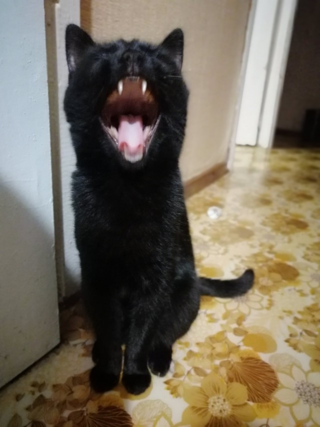 Котовторник 14.07.2020