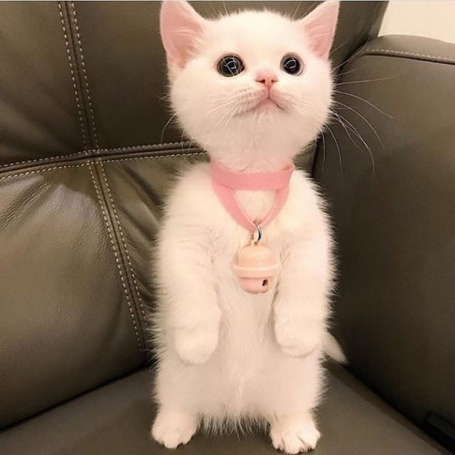 Эти забавные животные