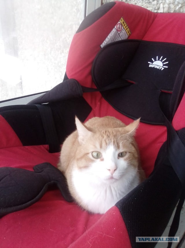 Котовторник 17.11.20