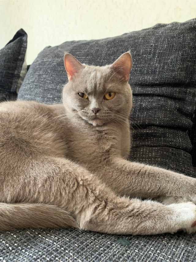 Вторник. Кото-вторник...
