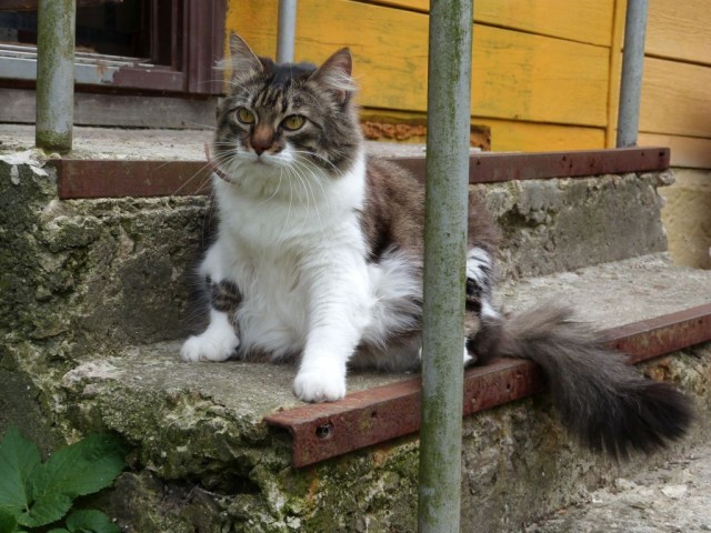 Котовторник же очередной