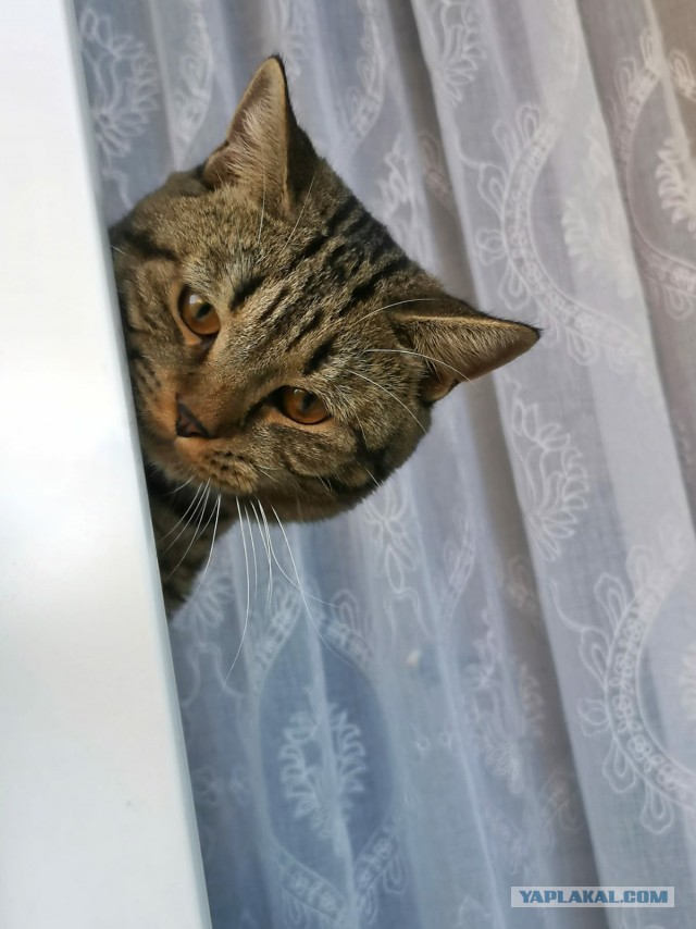 Котовторник (свои добавляем)