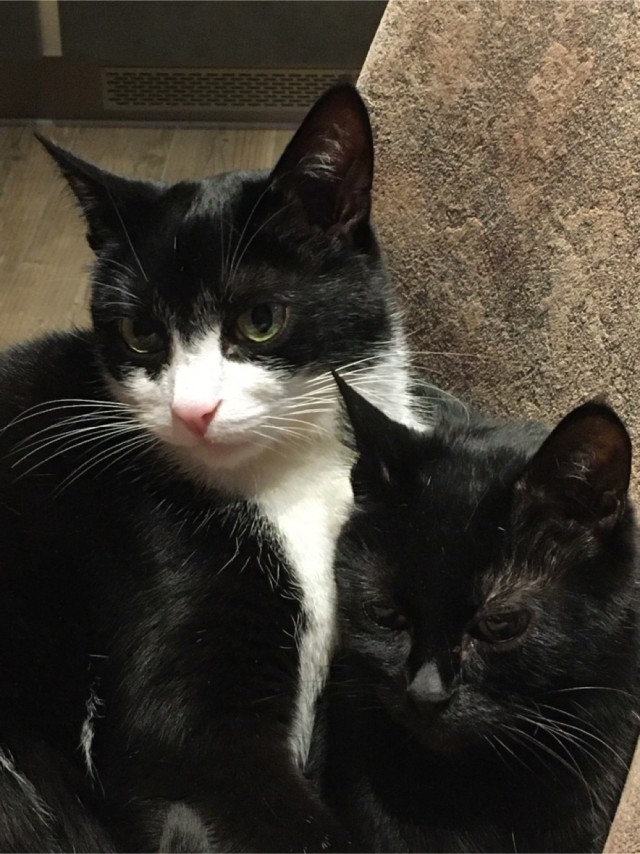 Котовторник