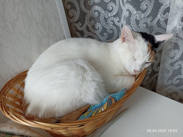 А ваши котейки че счас делают?