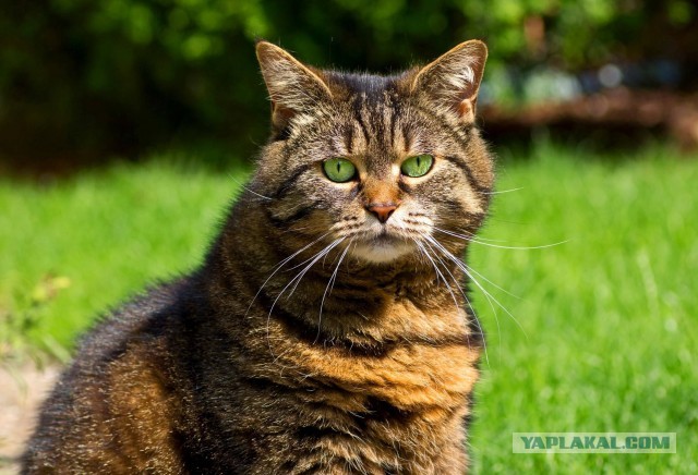 Котики в беде