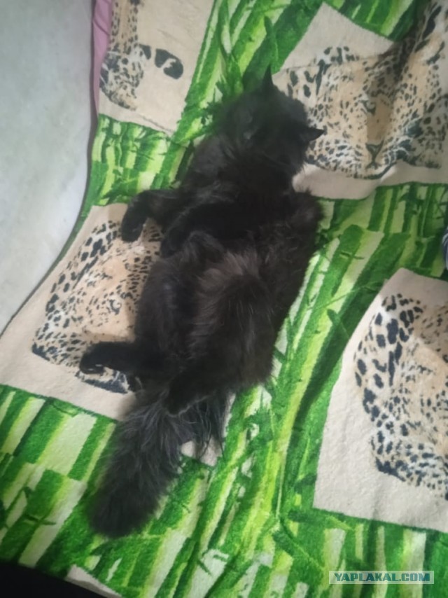 А это мой котан к котовторнику