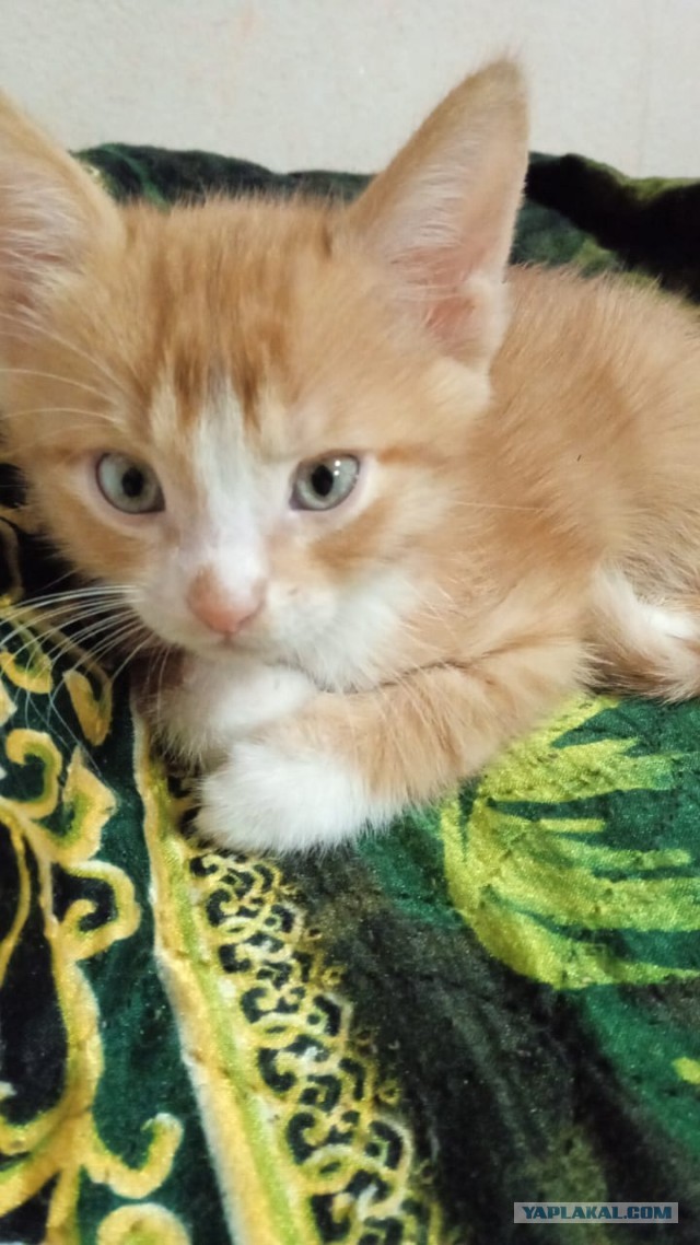 Хозян нашёл свой дом.