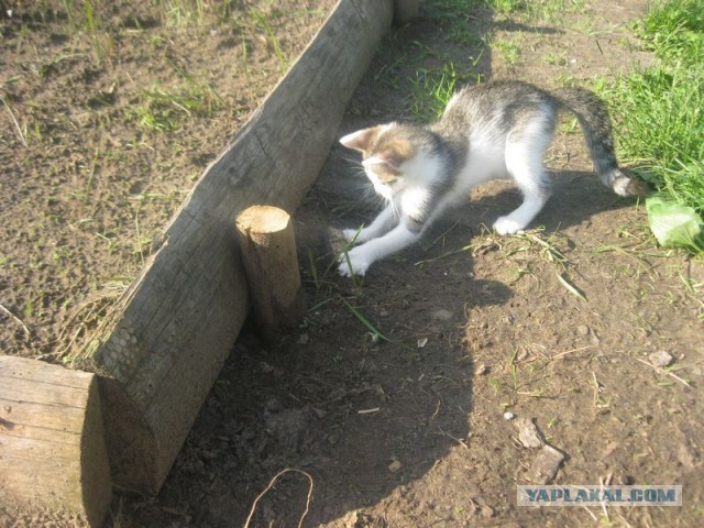 Жизнь домашнего приюта для котеек 397