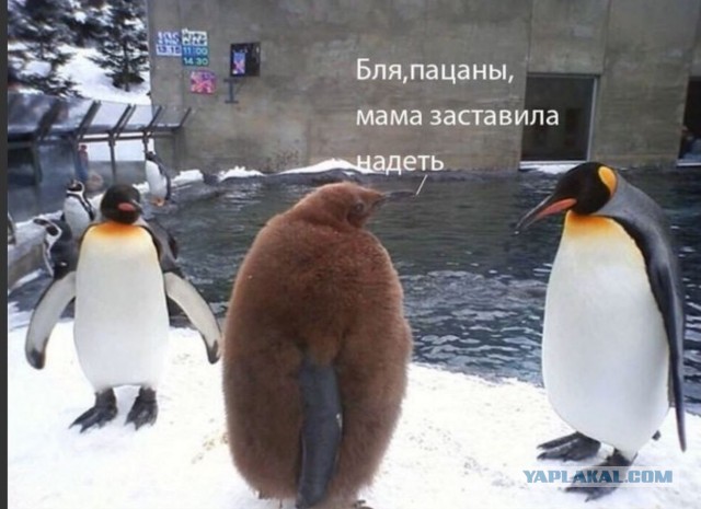 Аморальные картинки