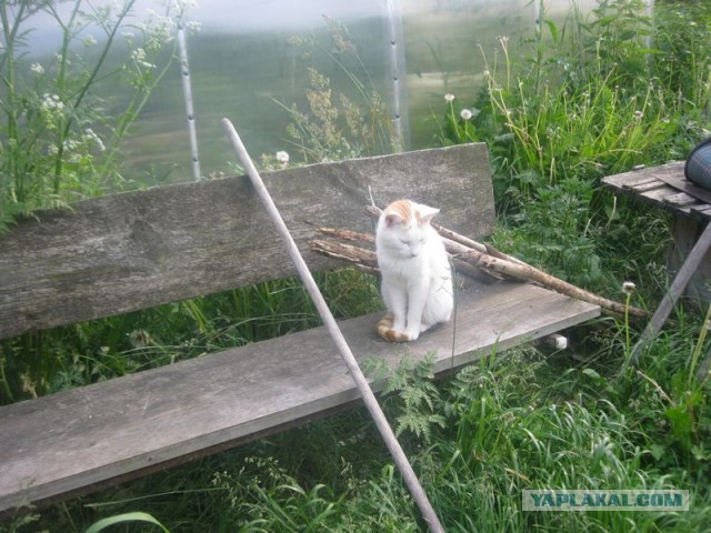 Жизнь домашнего приюта для котеек 398