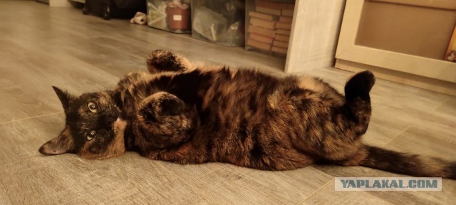 Ура! Котовторник.