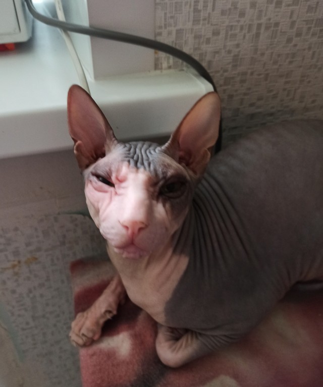 Котовторник, пополнение