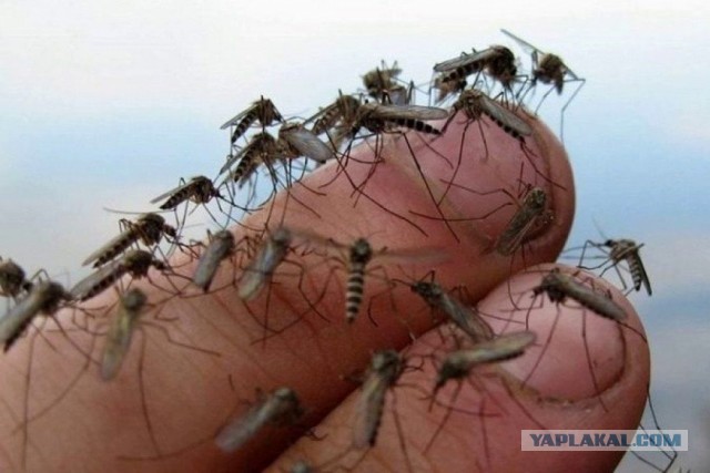 Болотные забавы