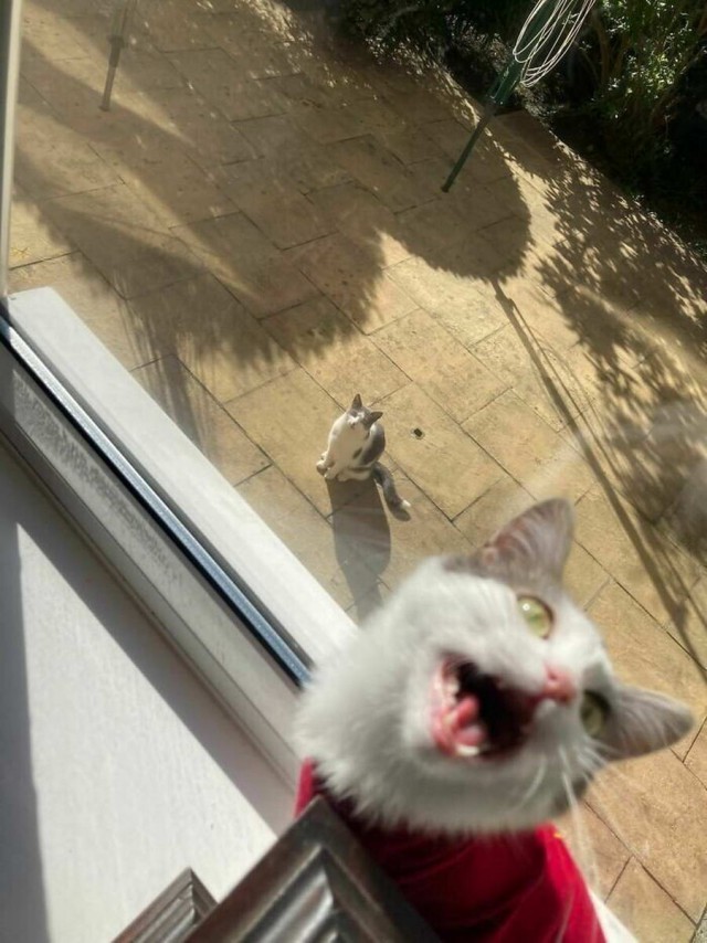 Начинаем котовторник.