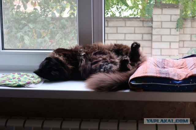 Чёрные коты не такие