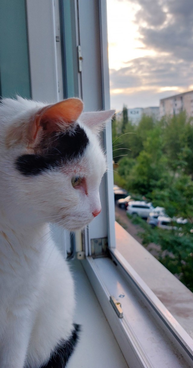 Котовторник! 16+ Коллеги-рабы, отмечаемся, у кого хозяину много лет!