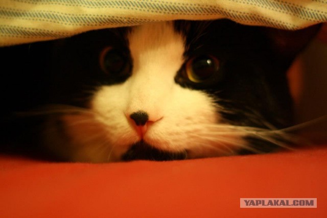 Котовторник 16.04.2013