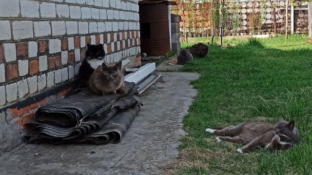 Кошаки на даче
