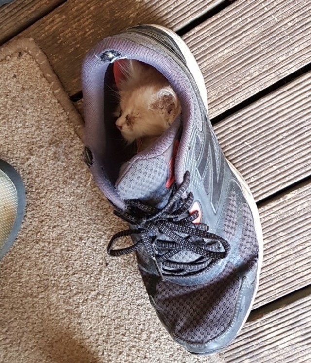Мой котовторник..