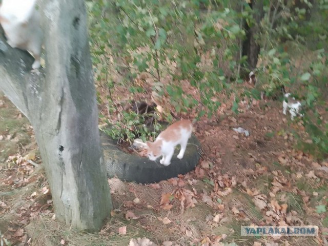 Жизнь домашнего приюта для котеек 464
