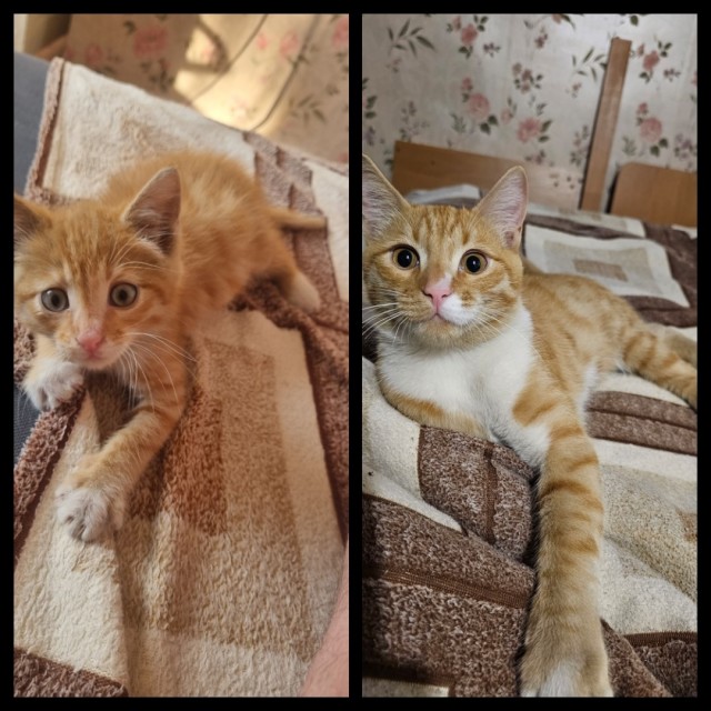 Котовторник