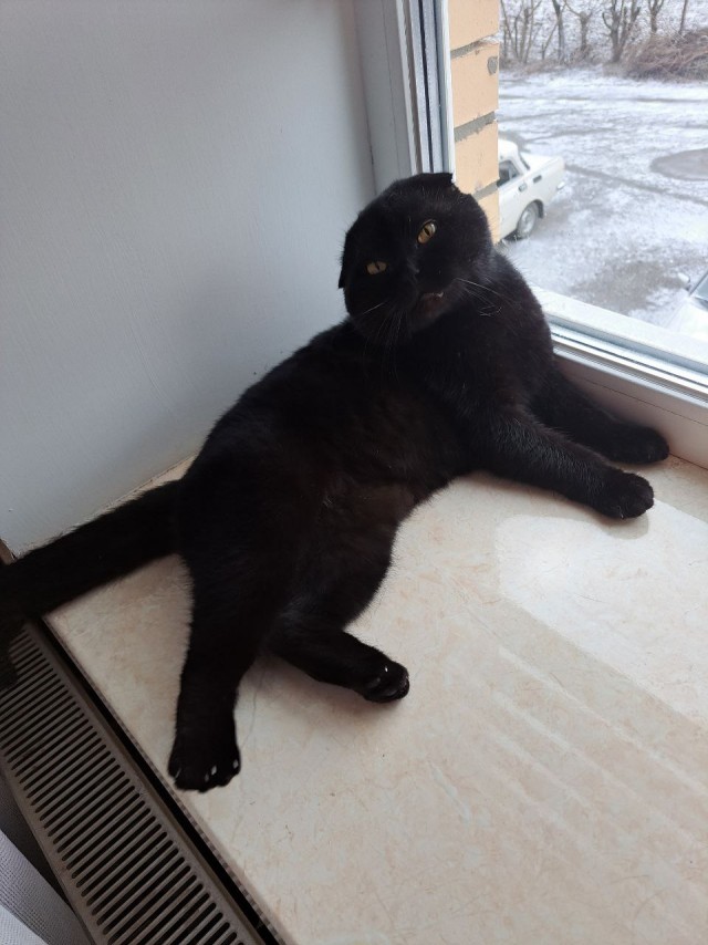 Мой котяра
