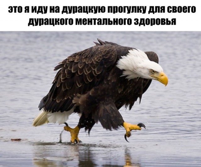 Дурдом (Бояны)