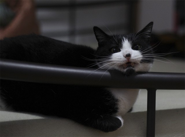 Котовторник  07.05.2013