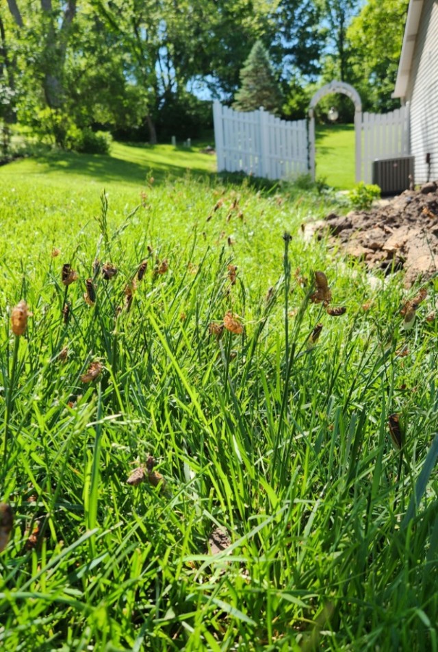В мае из-под земли впервые за 230 лет выползет триллион насекомых. Чем это опасно?