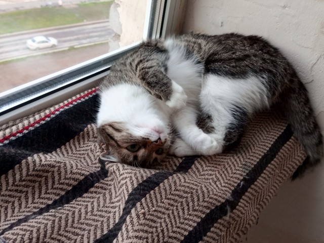 Котовторник же!