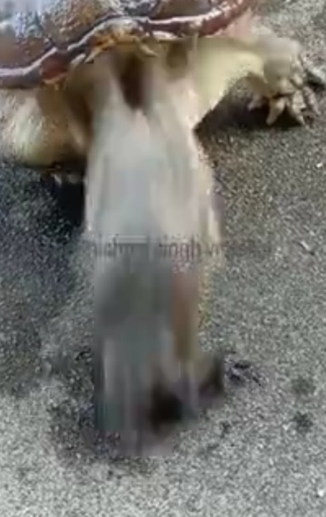 Исчезновение краба