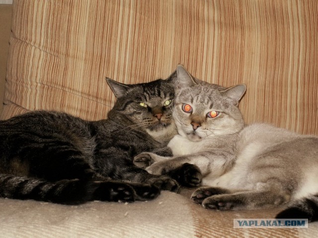 Котовторник 04.06.2013