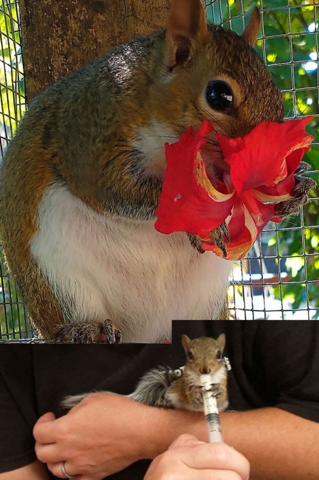 Уличный котенок-сосунок, брошенный мамой