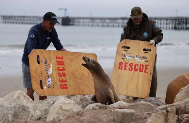 В Калифорнии морские львы начали нападать на людей из-за отравления токсинами, вызванными цветением водорослей