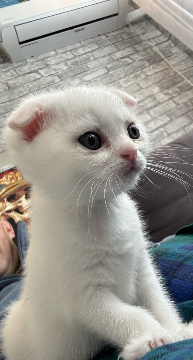 А у вас есть кот в доме?