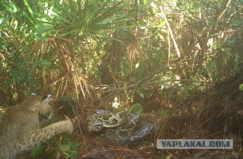 Кошки правят, а червяков - давят!