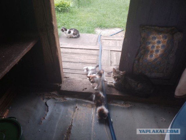 Жизнь домашнего приюта для котеек 547