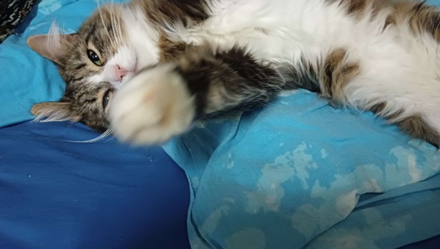 Литболталка