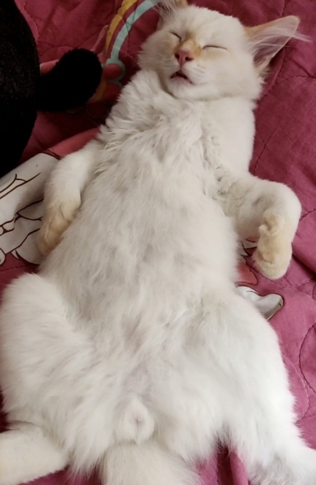 Три кота)))