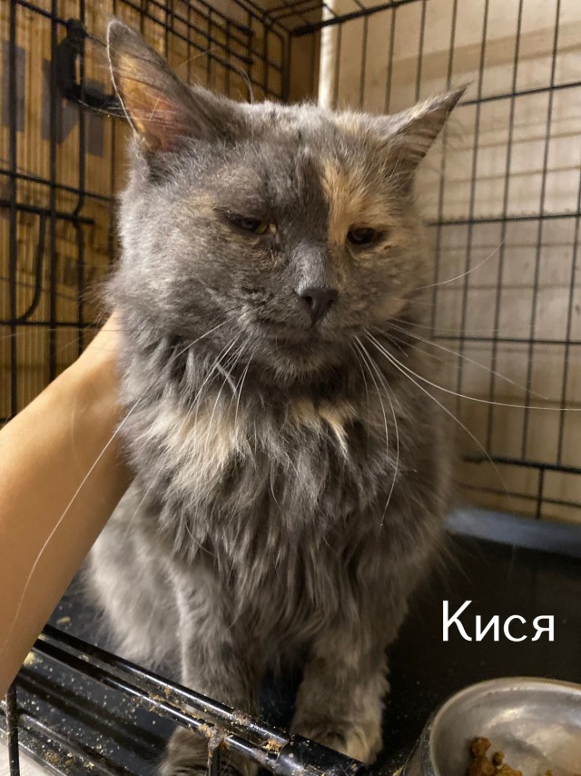 Жизнь домашнего приюта "Котоленд" 518
