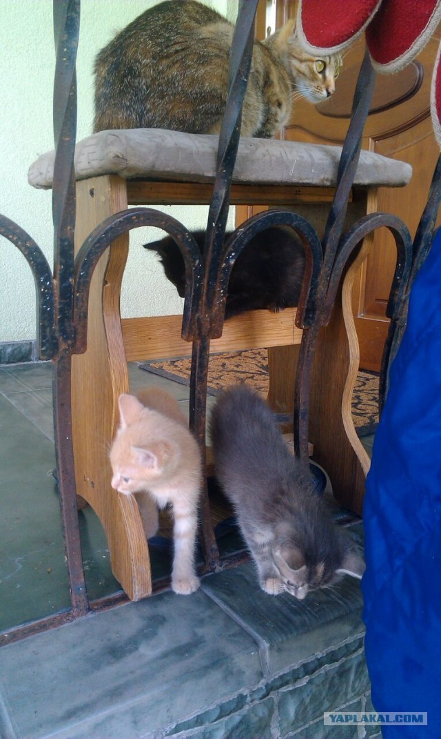 Котовторник 9.07.2013