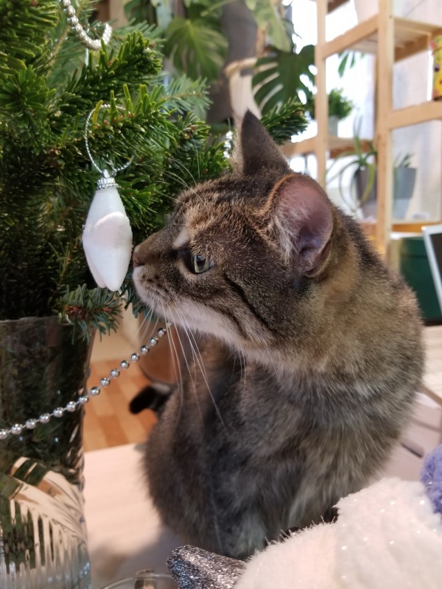 Праздничных красивых фото котов тред