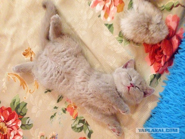 С рыжим в ад не заглянуть